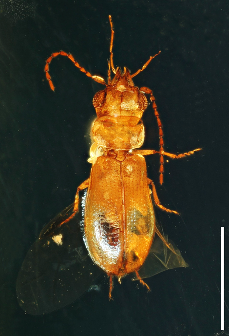 Cretoparacucujus cycadophilus